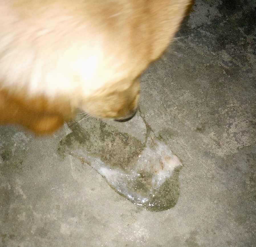 狗狗心脏肥大压迫肺咳嗽能活多久,狗狗心脏肥大最简单的判断方法