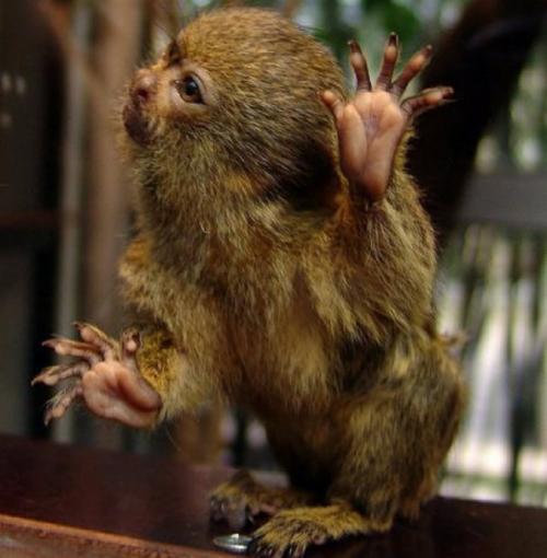 孙猴子跳不出五指山,孙猴子逃不出如来佛的手掌心