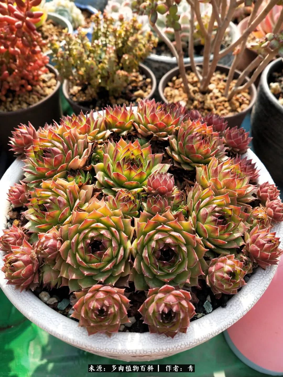 入坑多肉无法自拔,沉迷多肉无法自拔