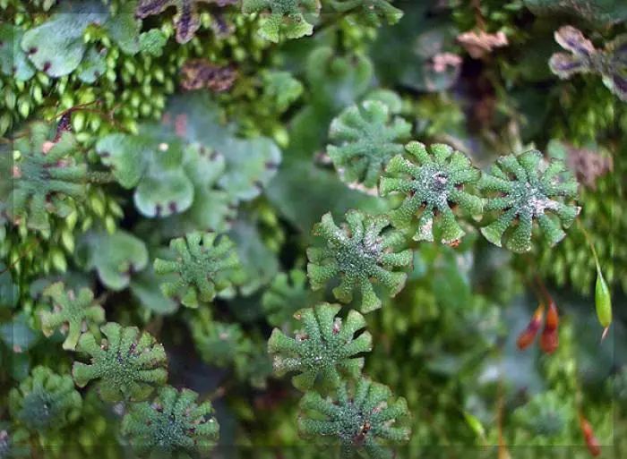 Hreinást植序:地衣是什么?怎么应用到护肤品上了?