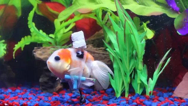 金鱼得了鱼鳔病怎么治,金鱼中毒沉底失鳔游不起来