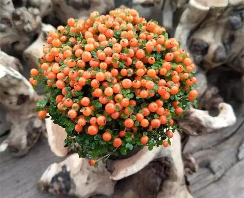 十种常见的秋季观果植物,夏季观果植物怎么养护