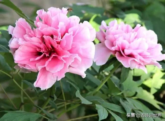 古诗中赞美牡丹的诗句有哪些,我见过雍容华丽的牡丹阅读答案