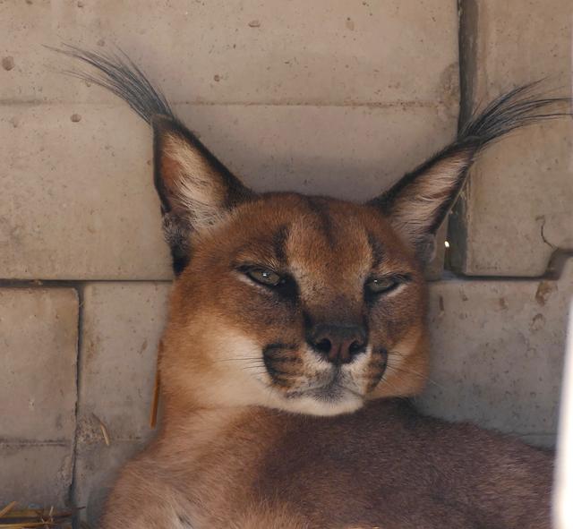 山猫是真的存在吗,山猫到底是什么动物