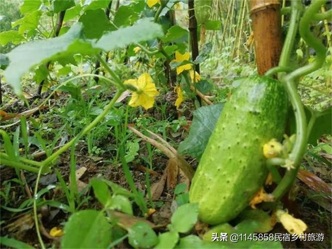 明秀农家乐,浙江安吉董岭农家乐推荐