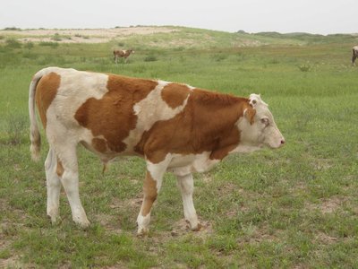 膘肥体壮长势良好下一句,膘肥体壮长势良好