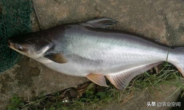 淡水鲨鱼到底要如何养,淡水鲨鱼的饲养视频