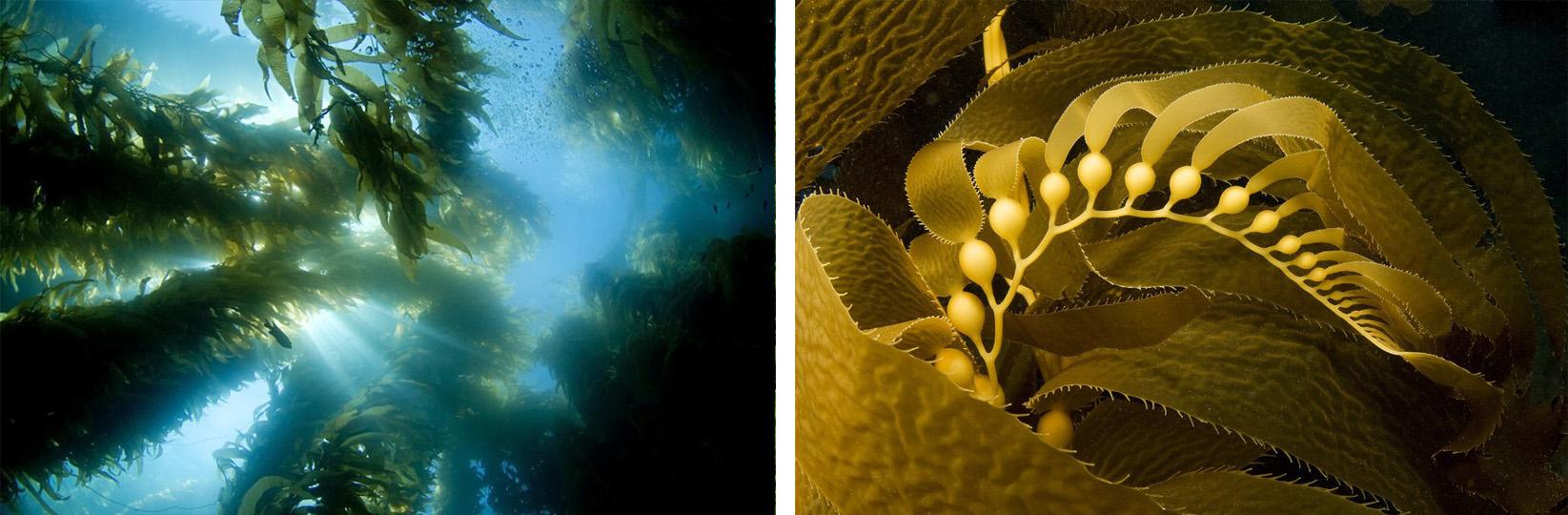 海藻素有三大功效，8种蔬菜见效好！新型肥料尽显威力！