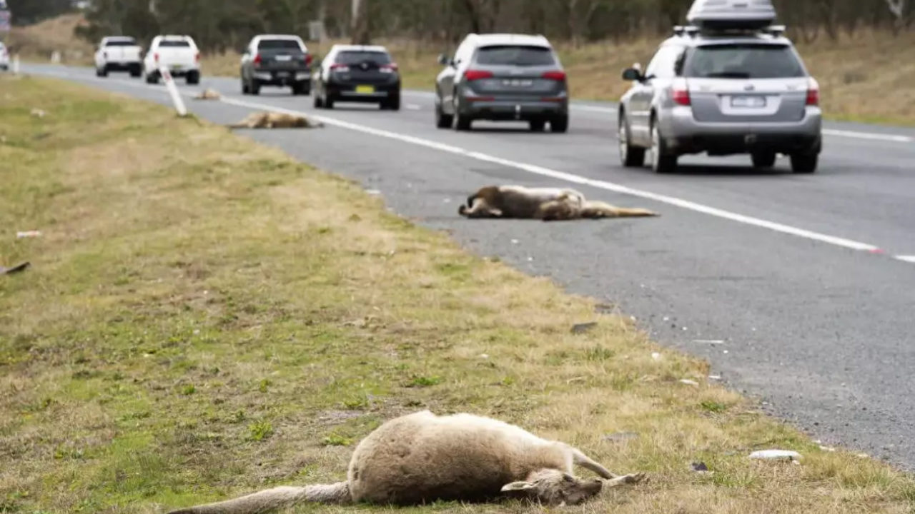 澳大利亚撞袋鼠违法吗,在澳大利亚能开车撞袋鼠吗