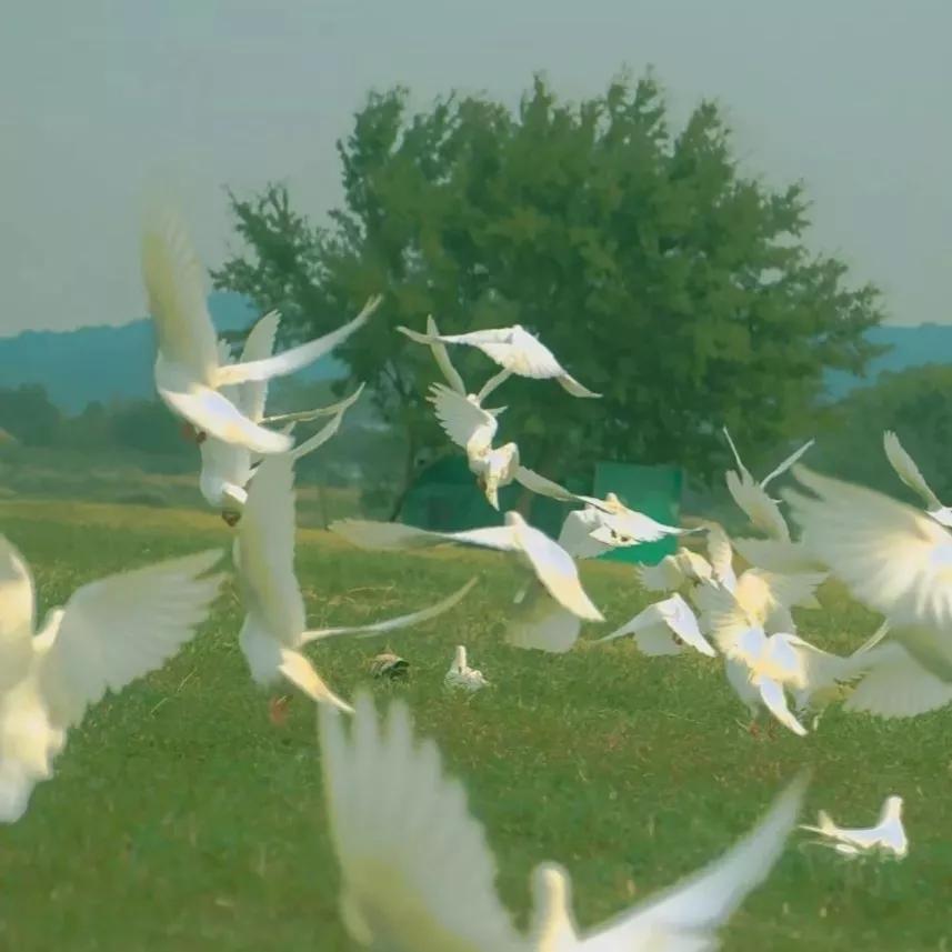 小众文案短句干净,生活小众文案高级有深度