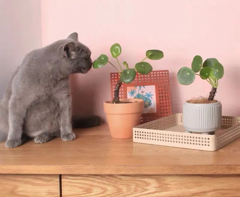 春天养兰花注意事项,镜面草怎么养成造型老桩