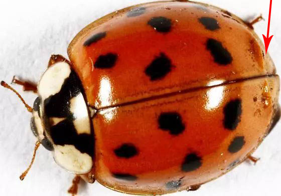 我不是害虫！灭虫高手还是入侵物种？五彩斑斓的异色瓢虫