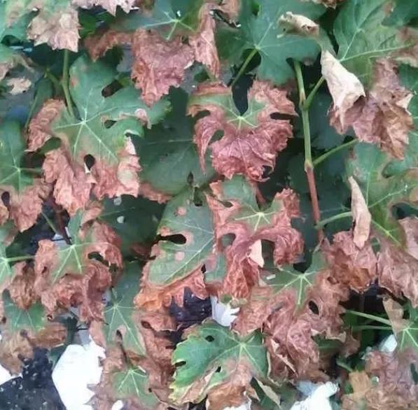 葡萄叶片出现药害还能恢复吗,葡萄除草剂药害的有效防治方法