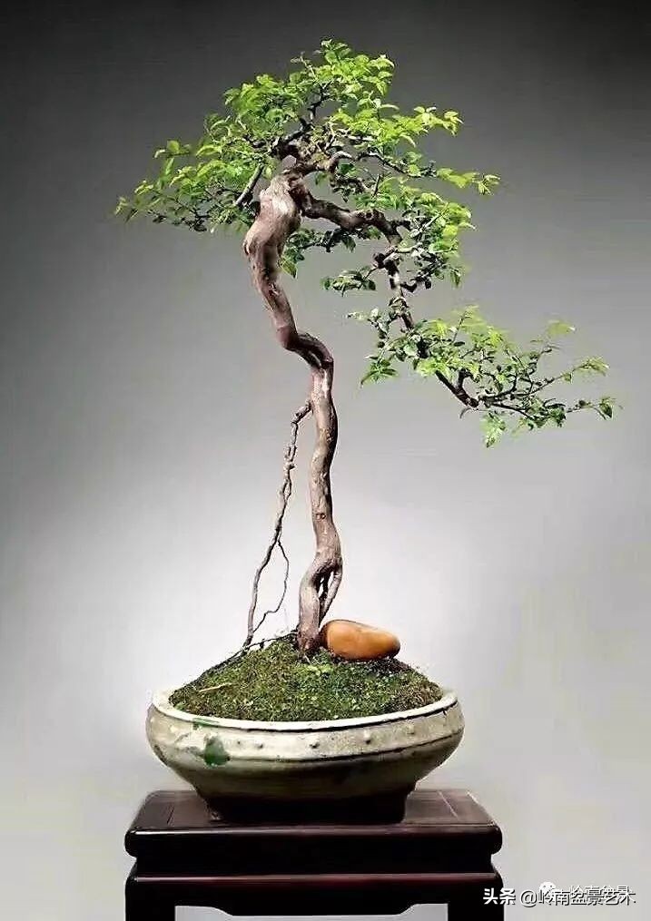 以根代杆下细上粗式盆景图片,十种适合吊着养的盆景