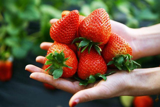 草莓打药后出现僵果怎么办,草莓控旺严重造成僵果怎么办