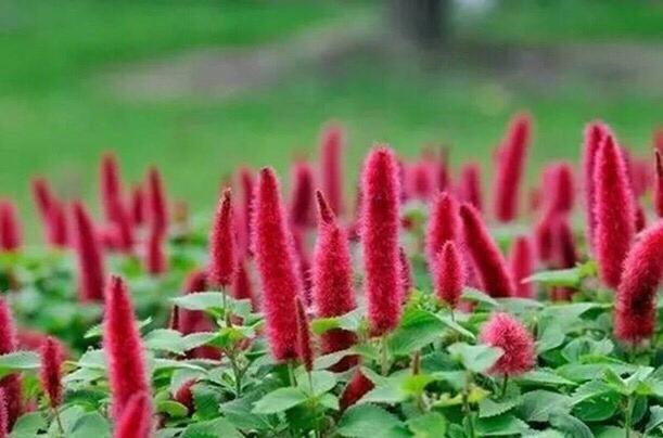 猫尾花养护方法,猫尾花养殖