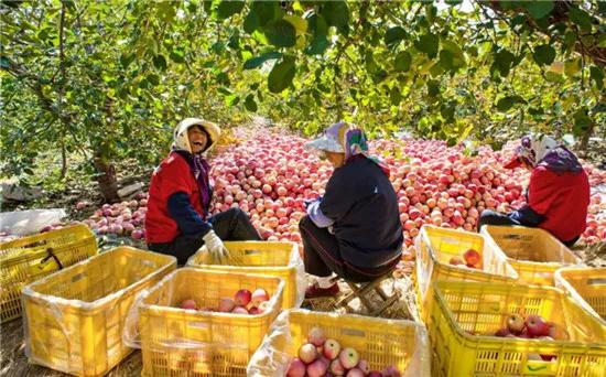 文登西洋参园,天福山文登