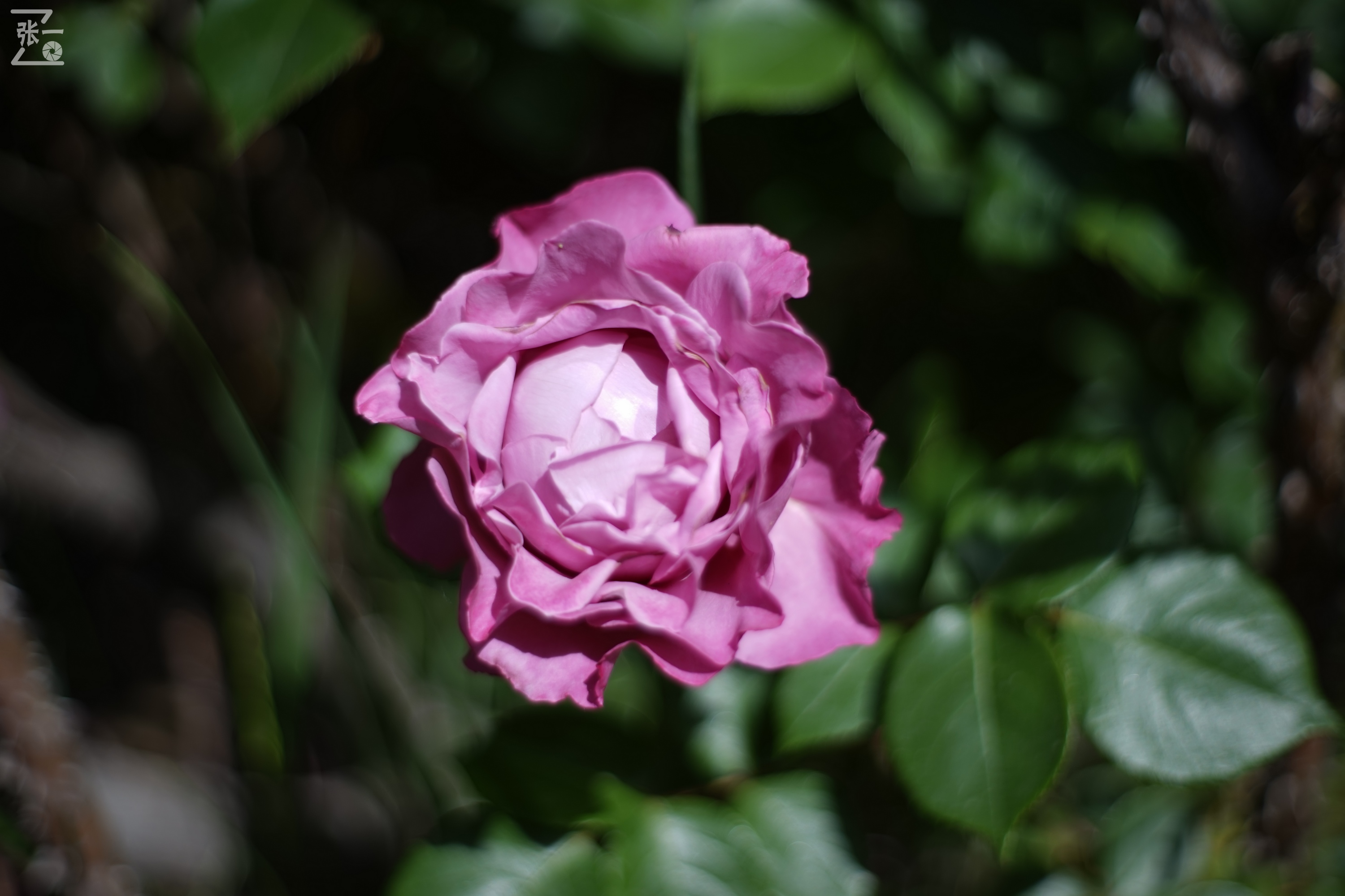 凤凰国产50mm镜头,凤凰索尼e口镜头