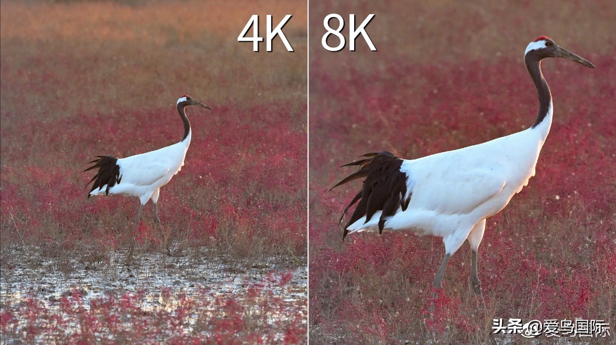 尼康z9有希望更新人像模式吗,尼康z9为什么适合打鸟