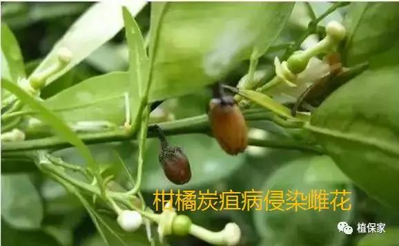 炭疽病怎么来的,炭疽病症状如何预防