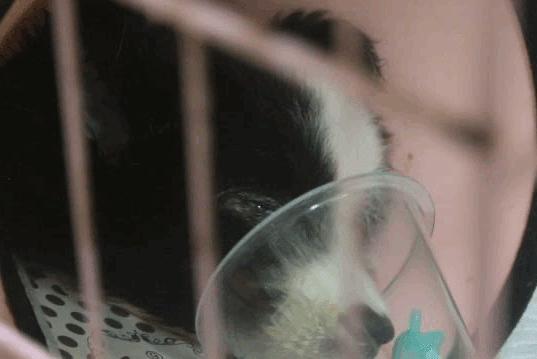 卡布：来自一只三个月大的边境牧羊犬，一封遗留在人间的草稿