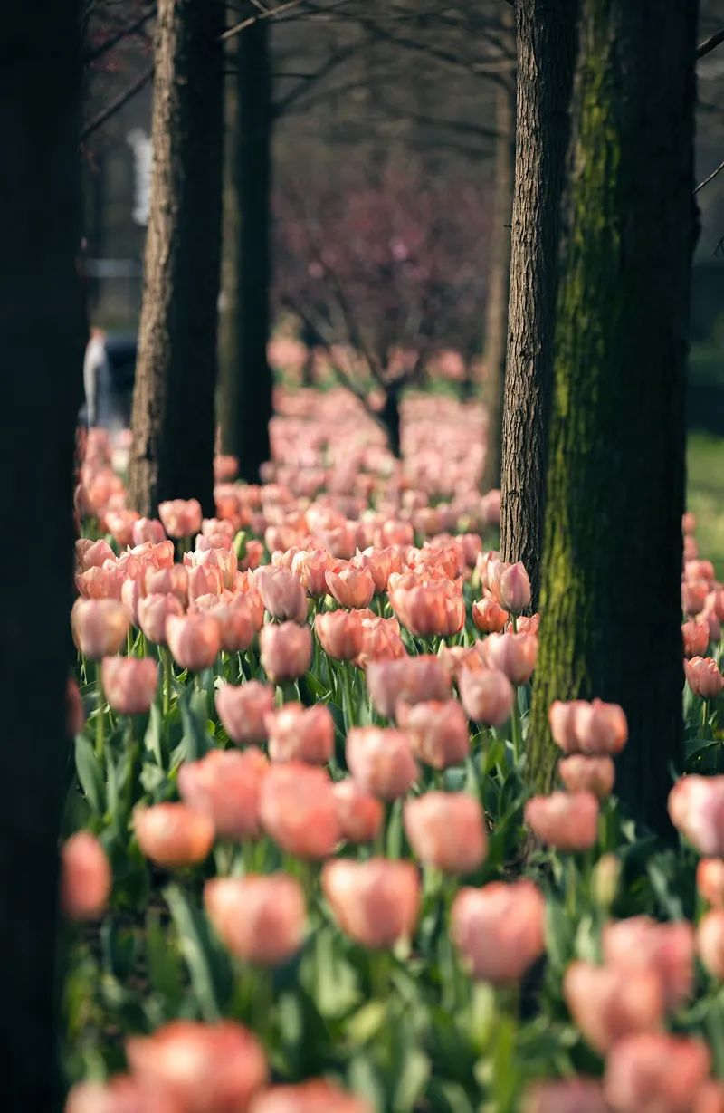 1920上海所有事件,上海大规模事件