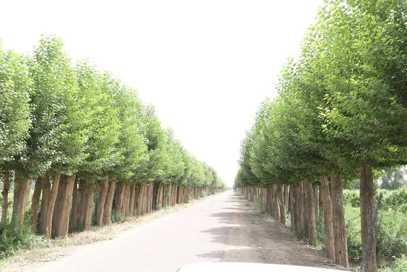 民勤全面开展光肩星天牛防治工作,光肩星天牛防治工作总结