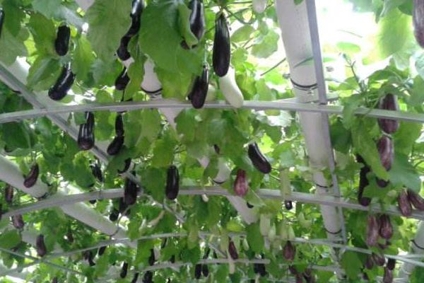 无土栽培蔬菜成本,无土栽培蔬菜投资成本如何