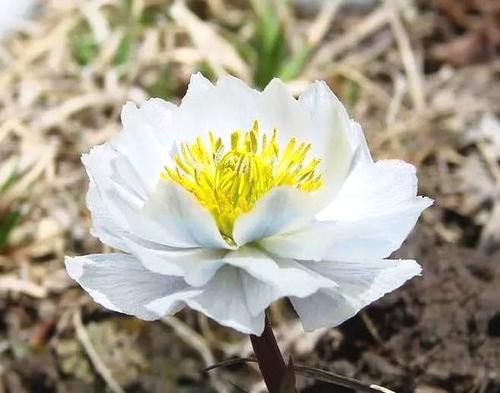 睡眠面膜补水淡斑美白韩束面膜,韩束光感透亮面膜