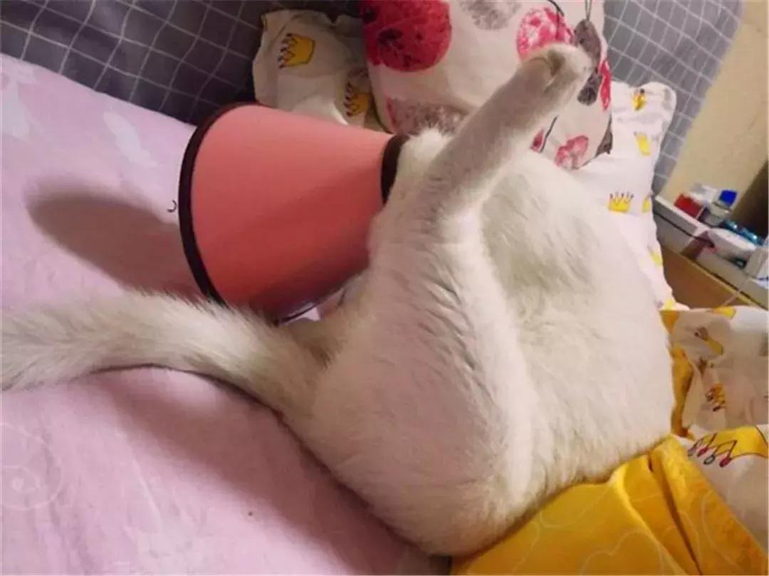 主人给猫绝育手术须知,绝育以后主人如何对它好