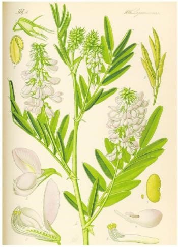 降糖神器有降糖作用吗,降糖神器真的能降血糖吗