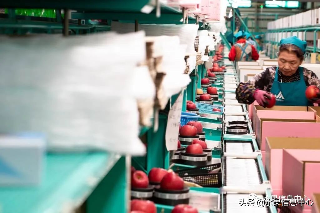 日本苹果种植现状,为什么日本苹果质量比中国的好