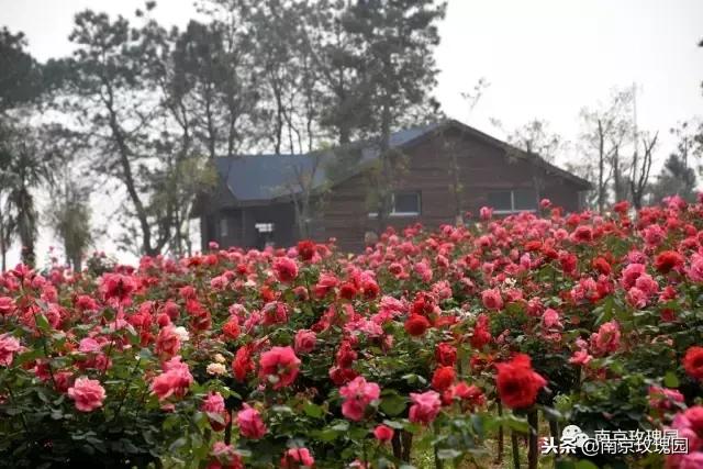 「花师傅开课啦」爱花人必知！南京*瑰园玫**为你科普百种玫瑰