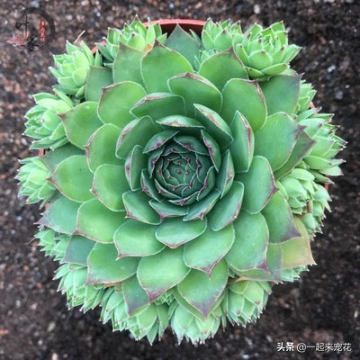 多肉叶片发芽老叶片要剪掉吗,砍头的多肉爆崽后为什么长不大