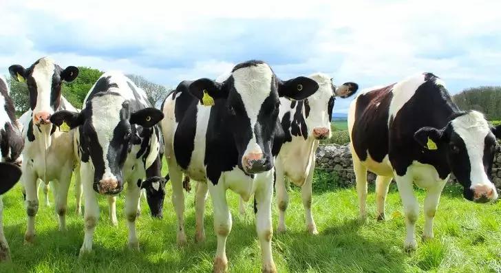 澳洲奶粉最好是什么奶粉,澳洲婴幼儿奶粉
