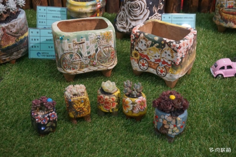 多肉欣赏桃美人,多肉植物欣赏