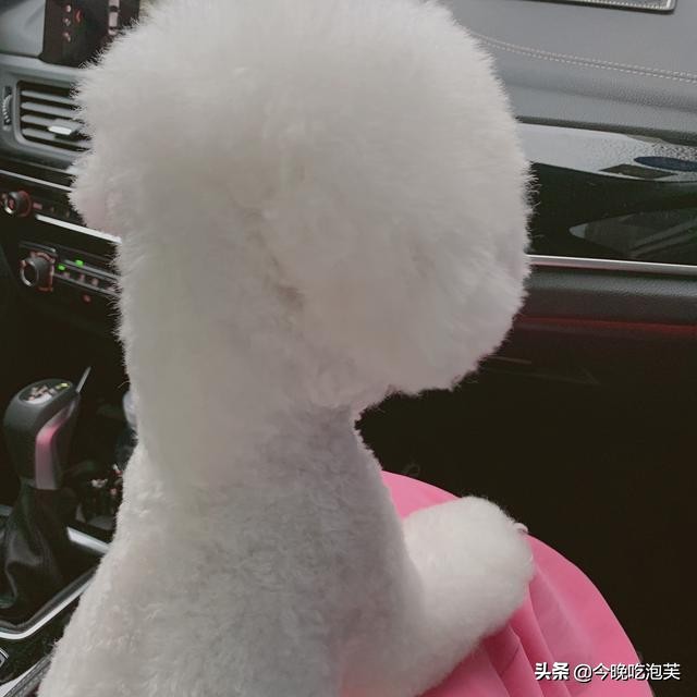 狗狗身上真菌跟细菌打什么药,狗狗身上有细菌用什么方法消灭