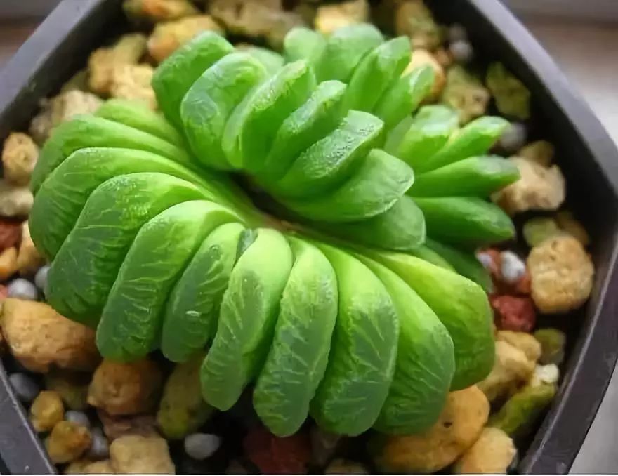 世界上最昂贵的花一朵价值1500万,世界上最高贵的花典雅图文