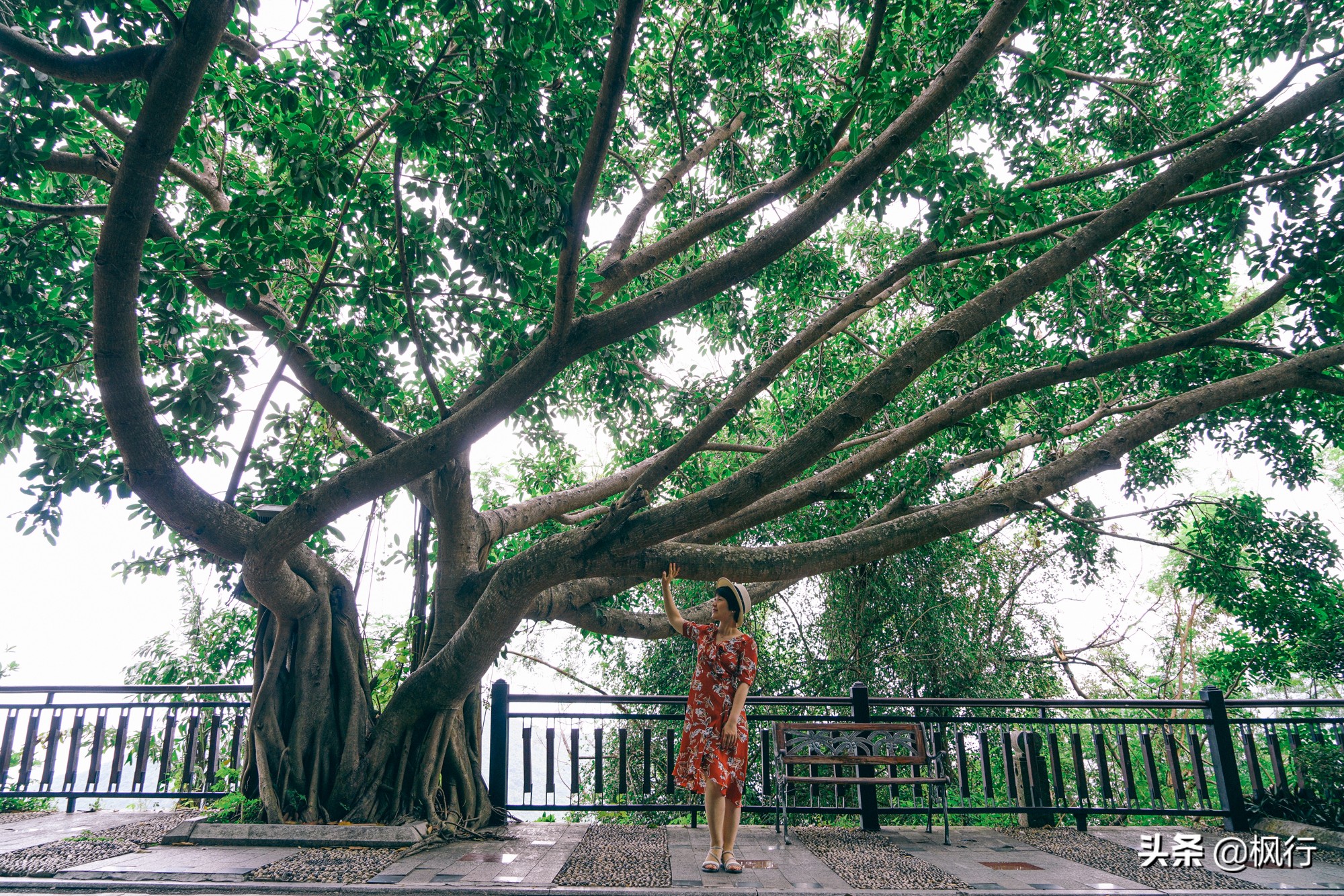 被猴子袭击，门票昂贵，拍照被轰，被我全程吐槽的三亚到底值不值