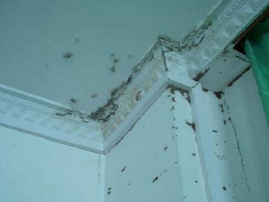 现在装修吊顶需要防白蚁吗,一楼装修怎么防白蚁