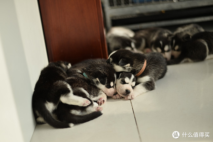 一次创世纪的生活体验—记哈士奇当妈妈