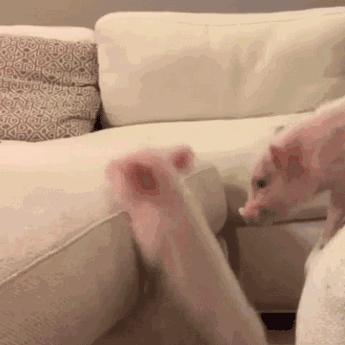 虽然她是在鄙视，不过我突然有了个大胆的想法