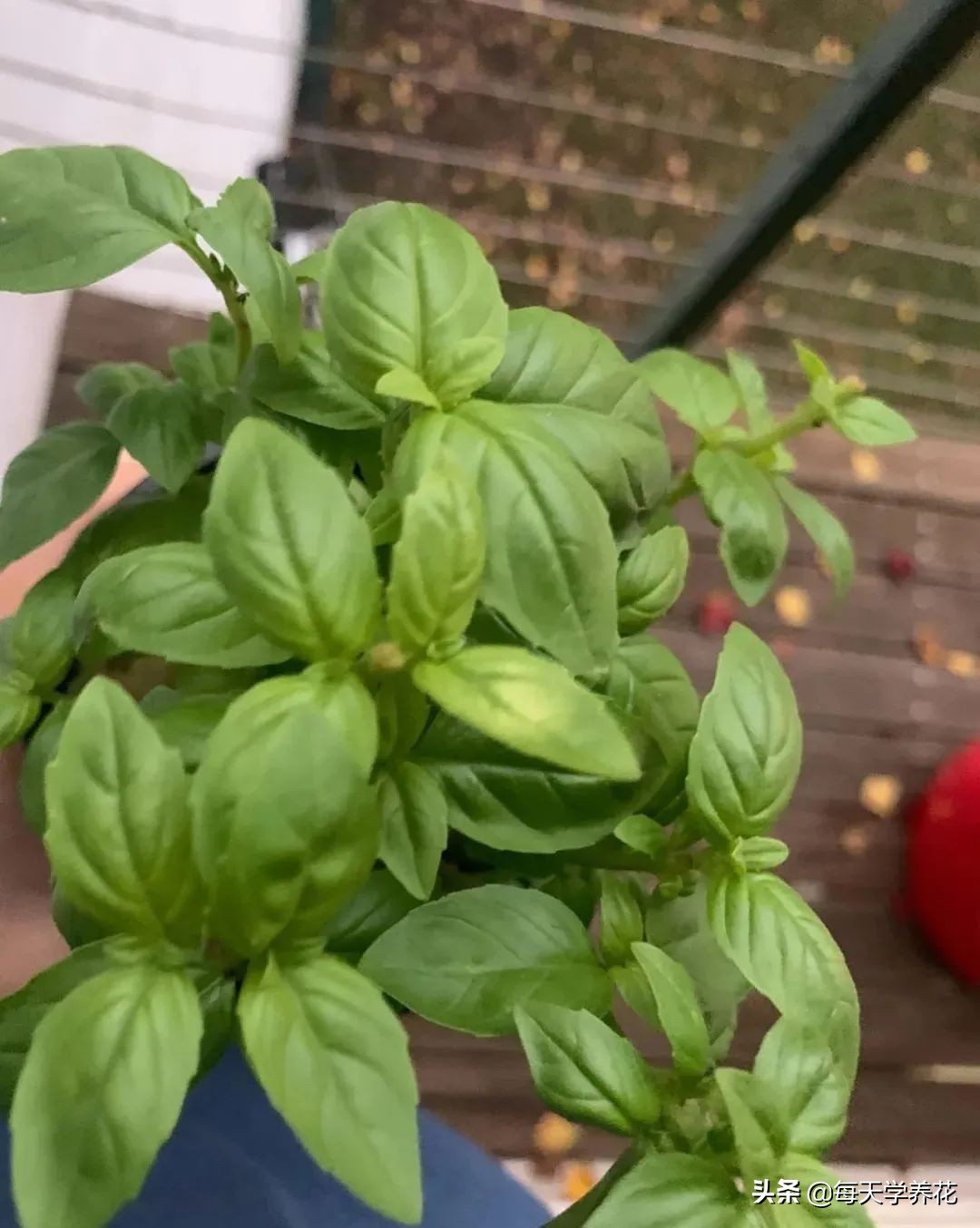 8种夏天常吃的花，清热降火，越吃越健康