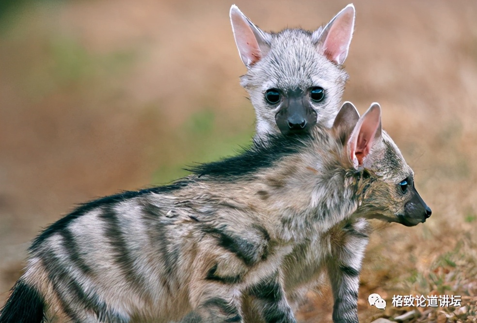 被称为“非洲最强挖掘机”的它，挖洞速度比6个人还快