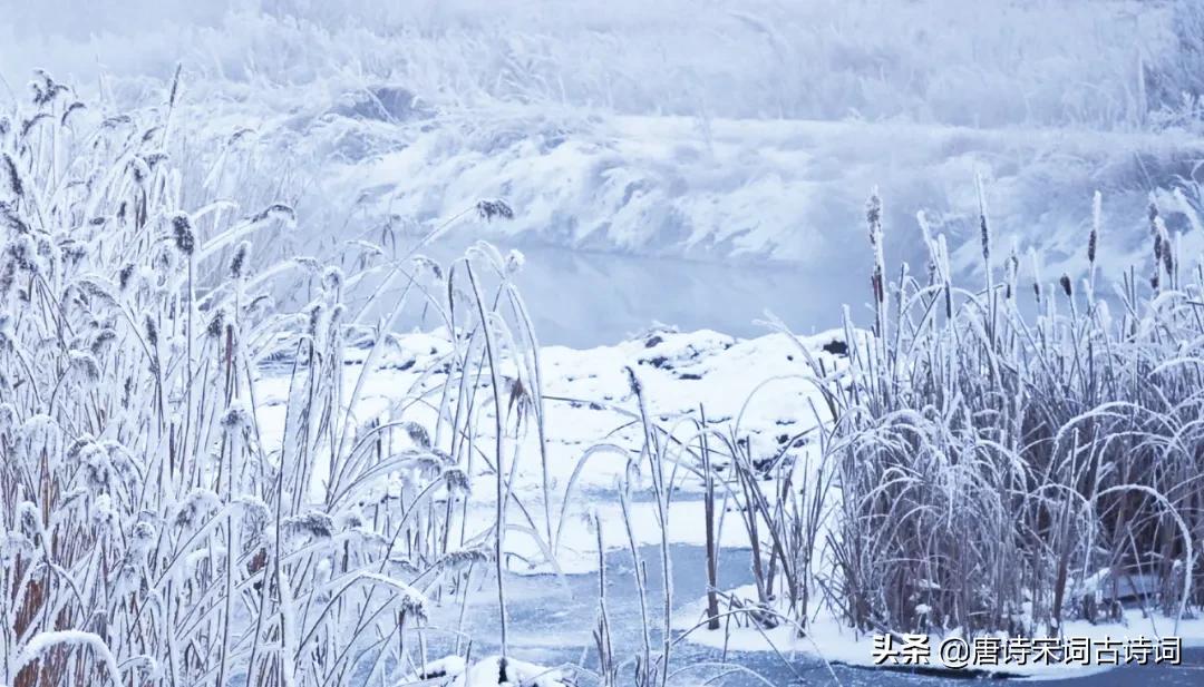 何处得秋霜拼音,何处得秋霜什么意思