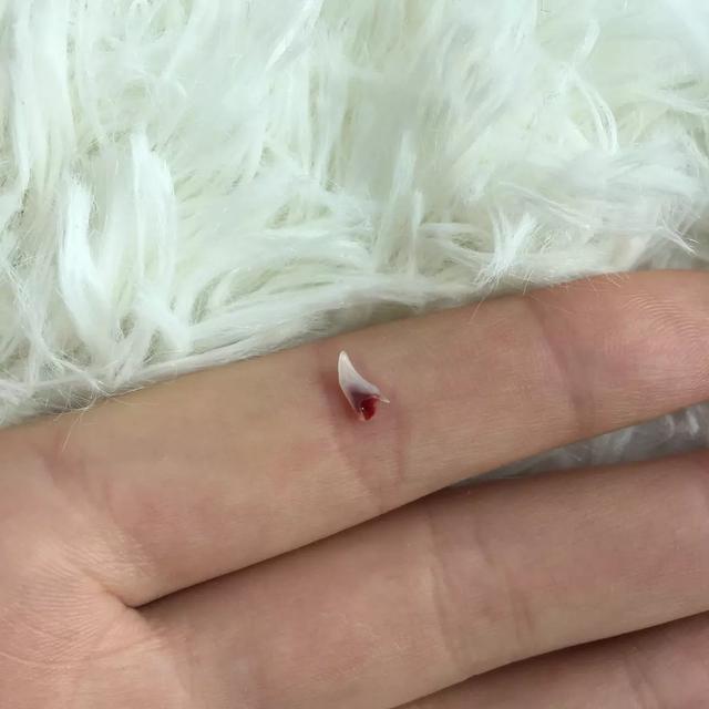 猫咪换牙是龅牙怎么办,猫咪换牙时会出现什么情况