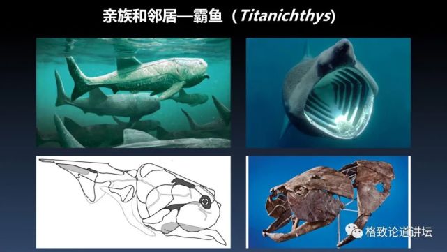 我们用来咬合的颌骨，竟和这条古鱼海怪一脉相承