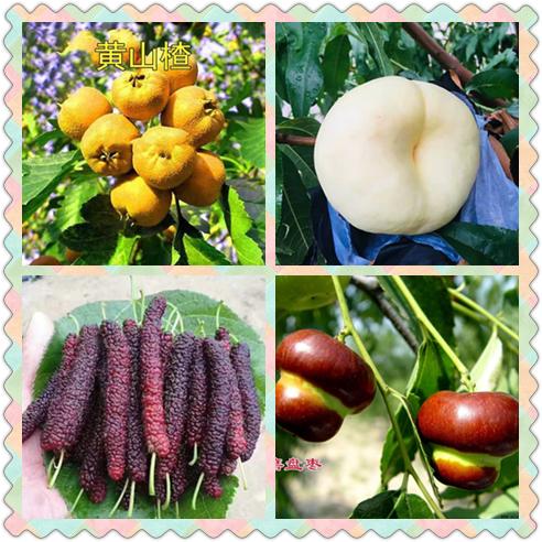 山水望城，“桃”醉你我，通体洁白、如羊脂玉般的蜜桃您见过吗？