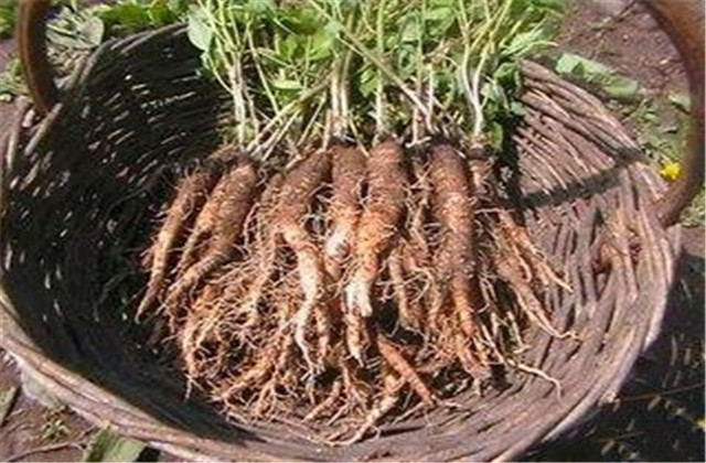 轮叶沙参日晒法,轮叶沙参成分配方第一名