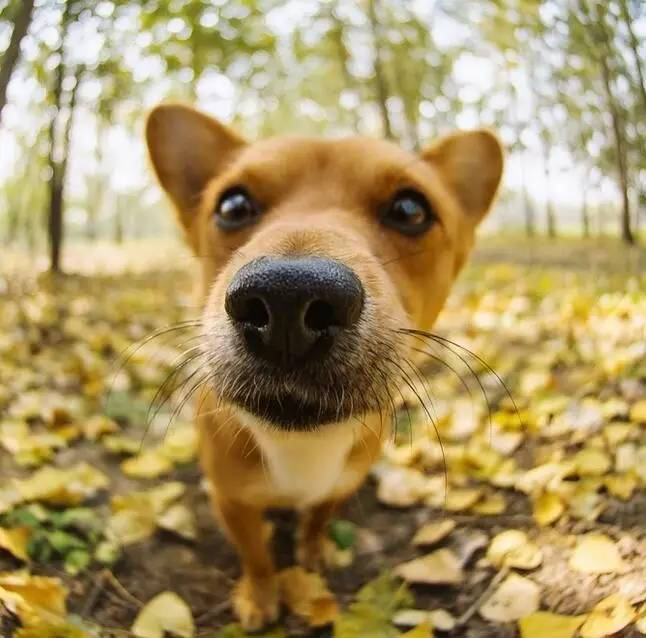 最常见的土狗有哪些,哪种品种土狗比较小又要好看